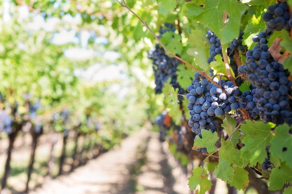 Objavljen Natječaj – 58.1.a.01. RESTRVINEY – Restrukturiranje i konverzija vinograda